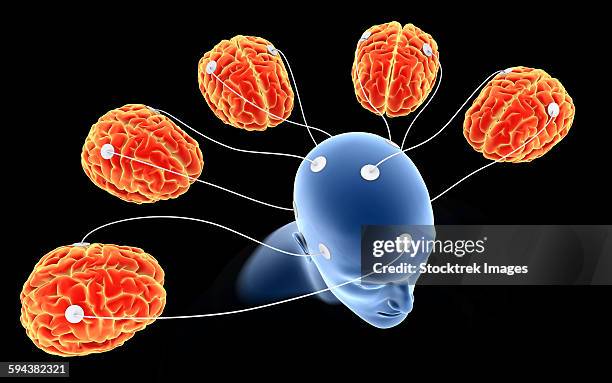 conceptual image of multi-brain processing. - neuroanatomy stock illustrations