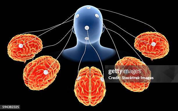 conceptual image of multi-brain processing. - neuroanatomy stock illustrations