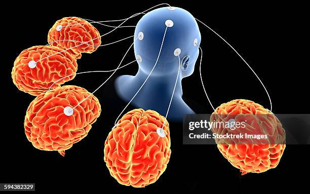 conceptual image of multi-brain processing. - neuroanatomy stock illustrations