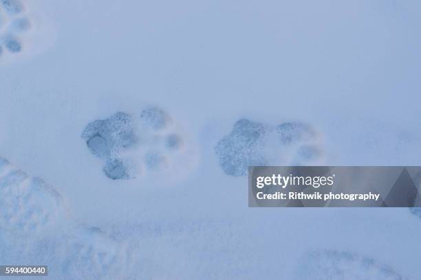 pug marks - snow leopard print stock pictures, royalty-free photos & images