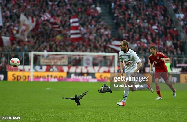 Aufgeschreckte Tauben auf dem Fussballfeld mit Konstantin Rausch 1 Bundesliga Fussball FC Bayern München -Hannover 96 5:0 Saison 2012 / 2013