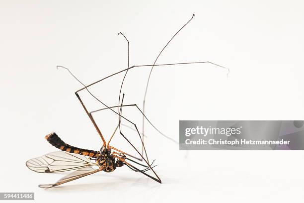dead mosquito - mosquito stock pictures, royalty-free photos & images