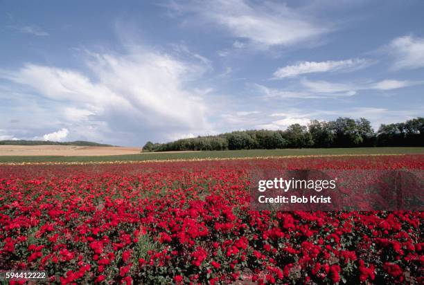 Dutch Fields Roses Field Of Roses Photos and Premium High Res Pictures - Getty Images
