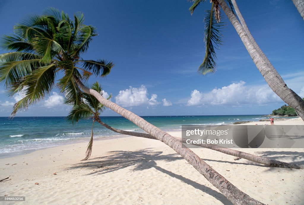 Leaning Palms at Carambola Beach