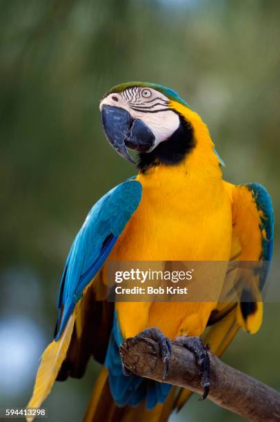 cayman brac parrot - parrot stock pictures, royalty-free photos & images