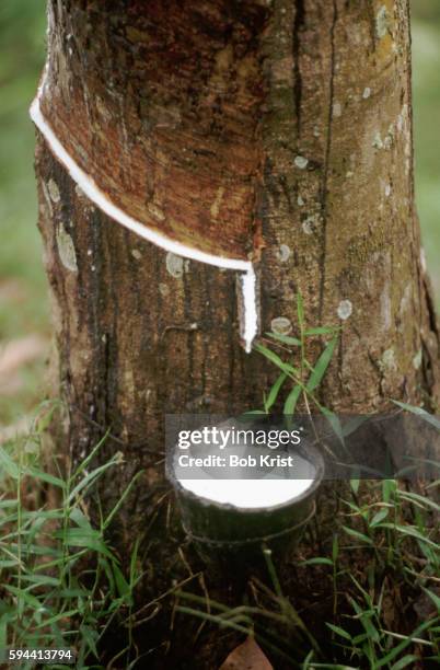 gathering sap from rubber tree - kautschukbaum stock-fotos und bilder