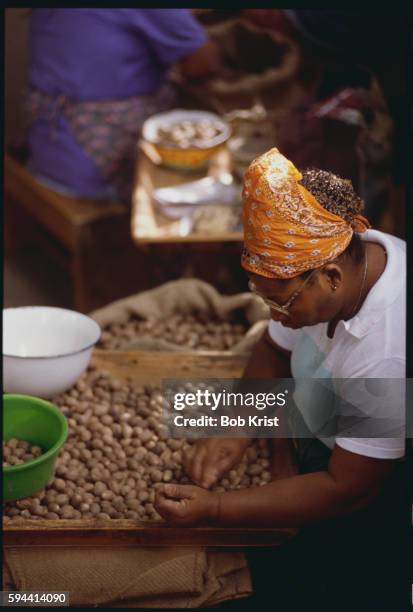 worker sorting nutmeg seeds - african nutmeg stockfoto's en -beelden