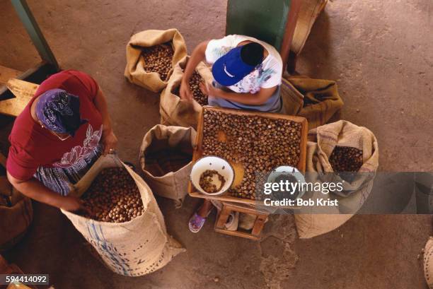 workers sorting nutmeg seeds - african nutmeg stockfoto's en -beelden