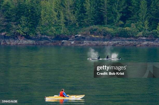 kayaker whale watching - inside passage canada stock pictures, royalty-free photos & images