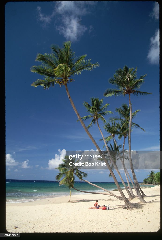 Leaning Palms at Carambola Beach