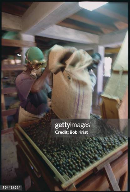 worker putting nutmeg seeds in bin - african nutmeg stockfoto's en -beelden