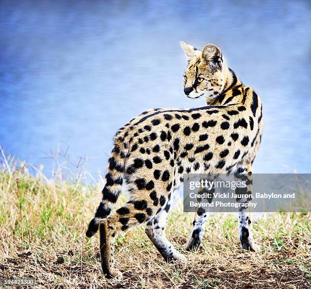 against the blue river background - serval cat in tanzania - serval stockfoto's en -beelden