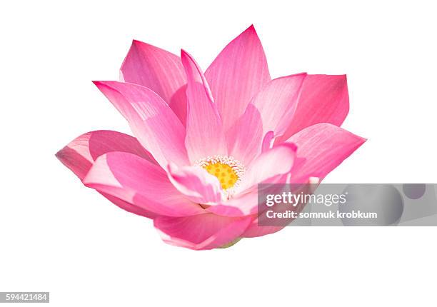 blooming pink lotus on white background - fiore di loto foto e immagini stock
