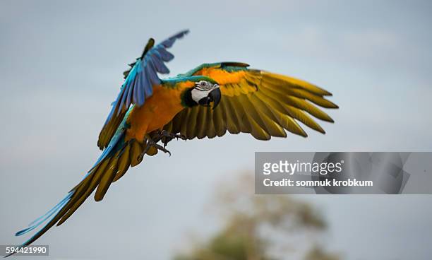 flying macaw - guacamayo fotografías e imágenes de stock