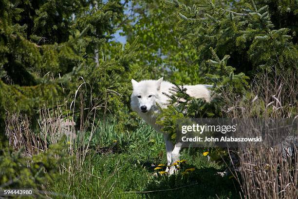 Wolves Spring Images 414 Grey Wolf Spring Stock Photos, High-Res Pictures, and Images ...