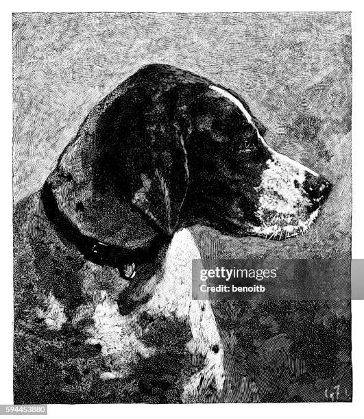 englisch-pointer - hunt dog painting stock-grafiken, -clipart, -cartoons und -symbole