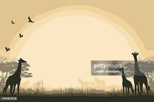 african safari background with giraffes and zebras - animal wildlife stock illustrations