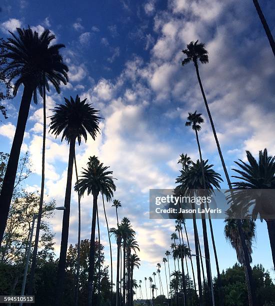 world city day - beverly hills landscape stock pictures, royalty-free photos & images