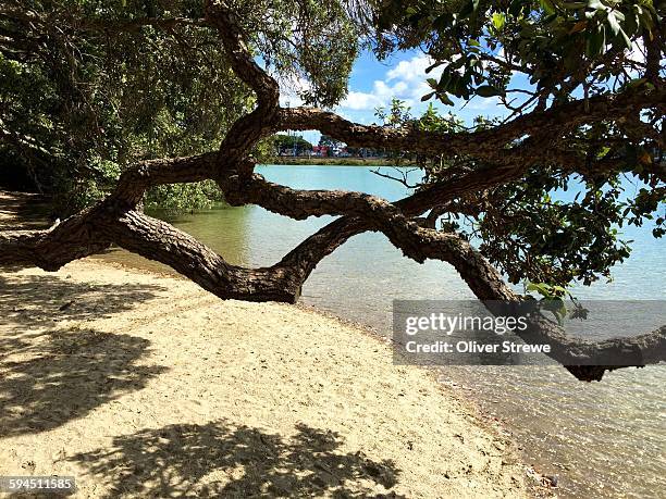 new zealand beach landscapes - auckland region stock pictures, royalty-free photos & images