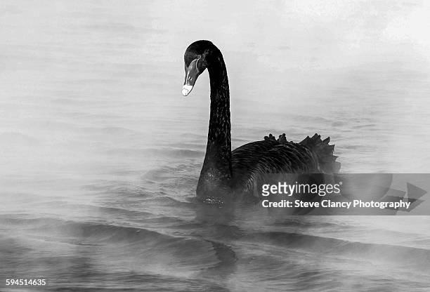 black and white - black swans stock pictures, royalty-free photos & images