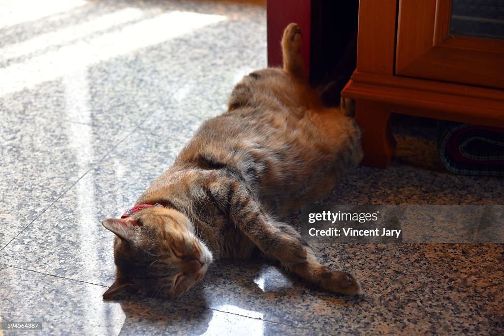 Cat funny position