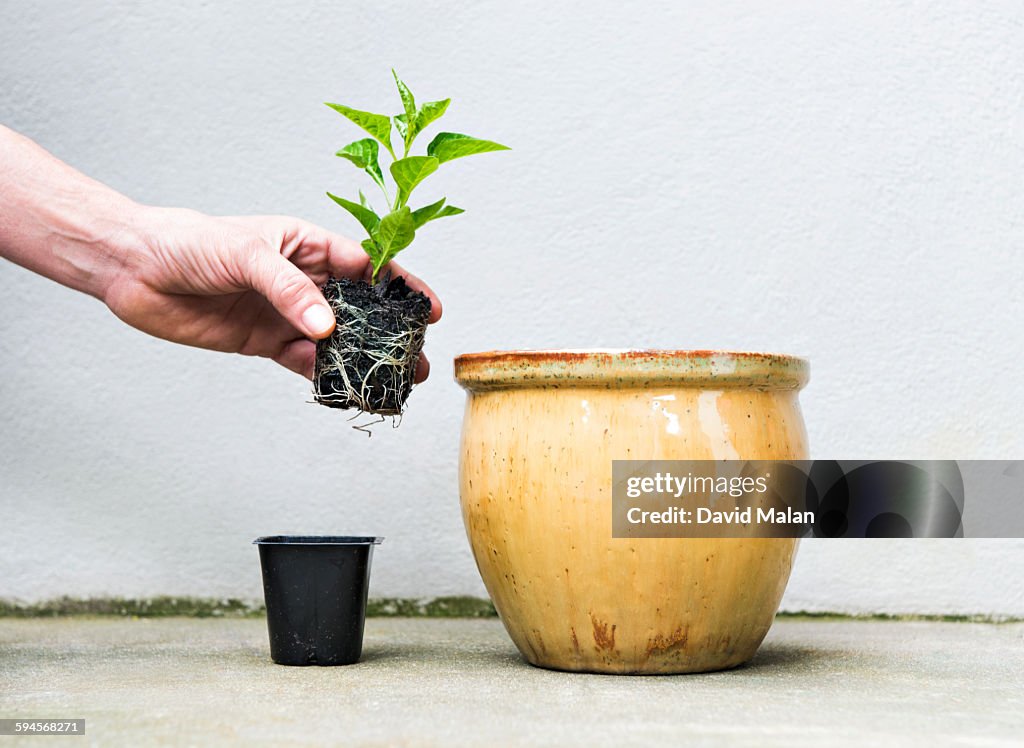 Small plant being transferred into a bigger pot