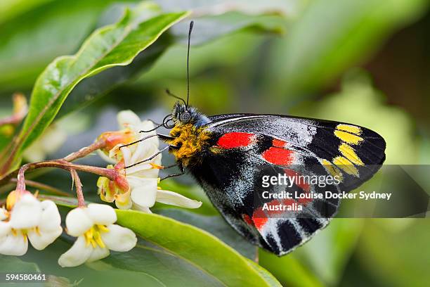 delias nigrina. common jezabel butterfly - louise docker sydney australia stock pictures, royalty-free photos & images