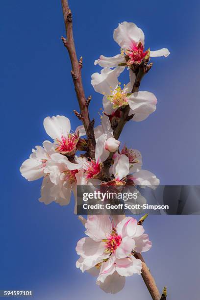 almond blossom, prunus dulcis - gaucín fotografías e imágenes de stock