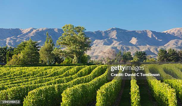 view to the wither hills from vineyard, blenheim - blenheim stock pictures, royalty-free photos & images