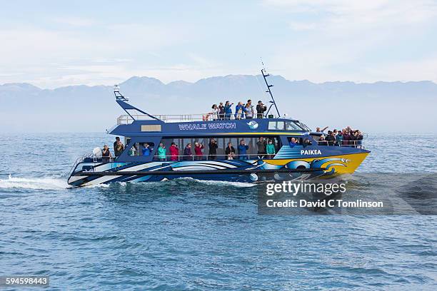 whale watching cruise, kaikoura - カイコウラ ストックフォトと画像