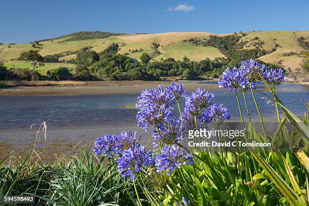 agapanthus in bloom, pounawea, the catlins - afrikas blå lilja bildbanksfoton och bilder