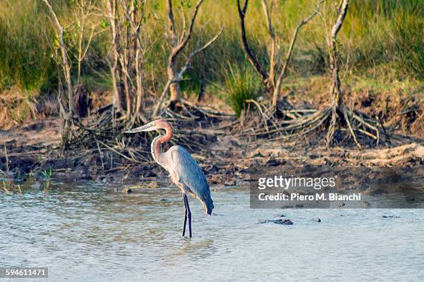 st. lucia - goliath heron stock pictures, royalty-free photos & images