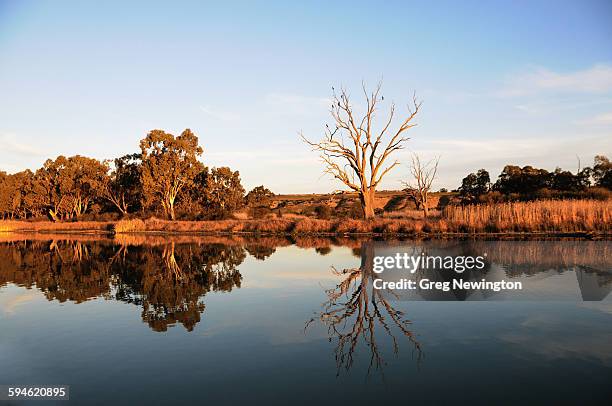 river murray - murray river stock pictures, royalty-free photos & images