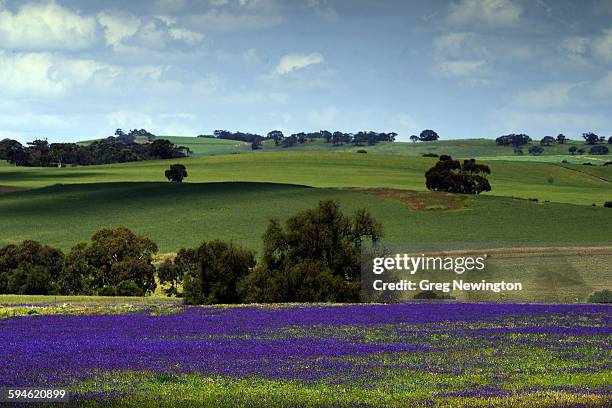 salvation jane - clare valley south australia stock pictures, royalty-free photos & images