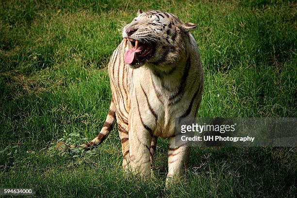 white tiger - west bengal stock-fotos und bilder