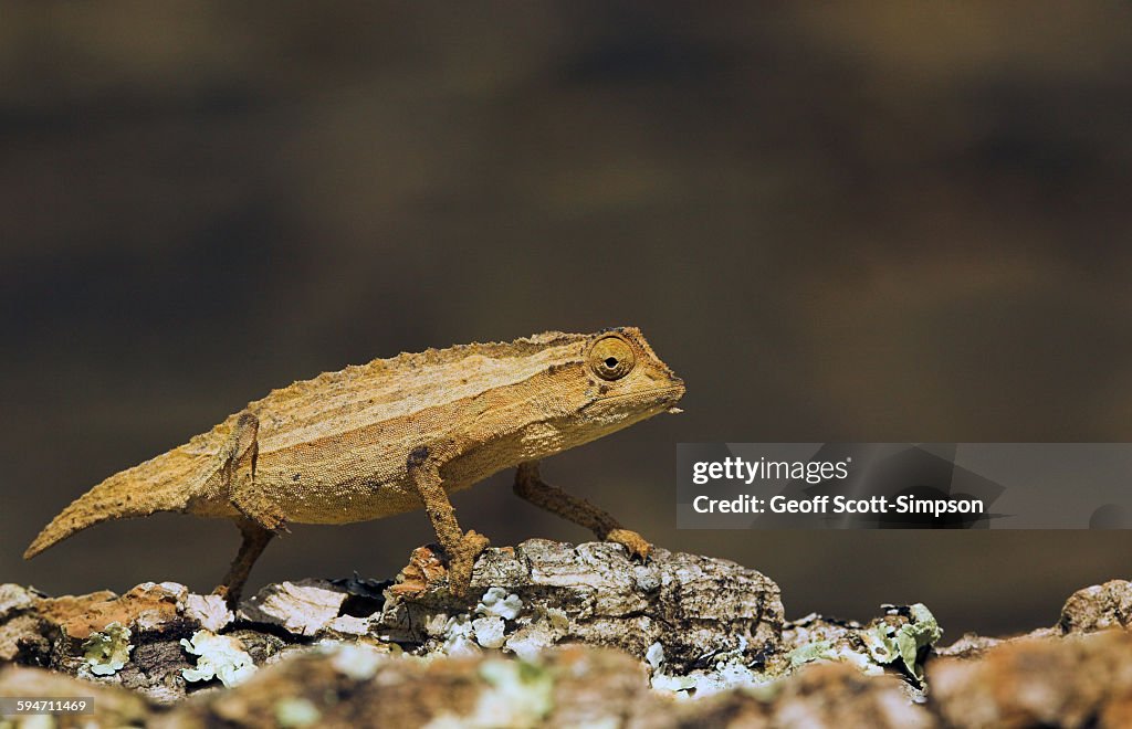 Bearded Pygmy Chameleon