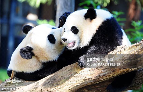 Giant panda Mei Xiang and her cub Bei Bei play in their enclosure August 24, 2016 at the National Zoo in Washington, DC. Bei Bei celebrated his first...