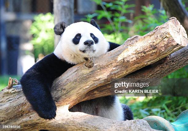 Giant panda Mei Xiang rests in her enclosure August 24, 2016 at the National Zoo in Washington, DC. / AFP / Karen BLEIER