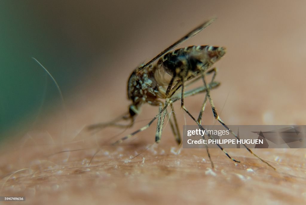 FRANCE-HEALTH-ANIMALS-MOSQUITOES
