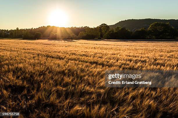 fields of gold - barleys stock pictures, royalty-free photos & images