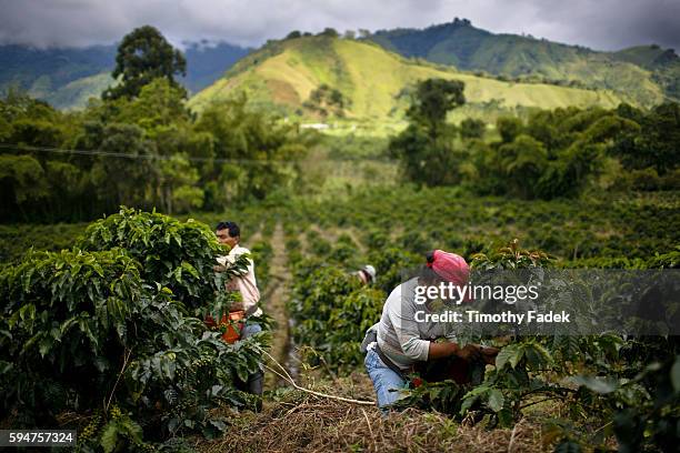 Farm workers hand pick ripe arabica coffee beans on a plantation in Gigante, Colombia. The work 9 hours a day and pick between 50-100 kilograms each...