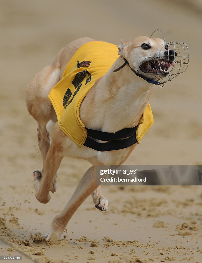 Greyhound Racing - Oxford Dog Track - Trialing