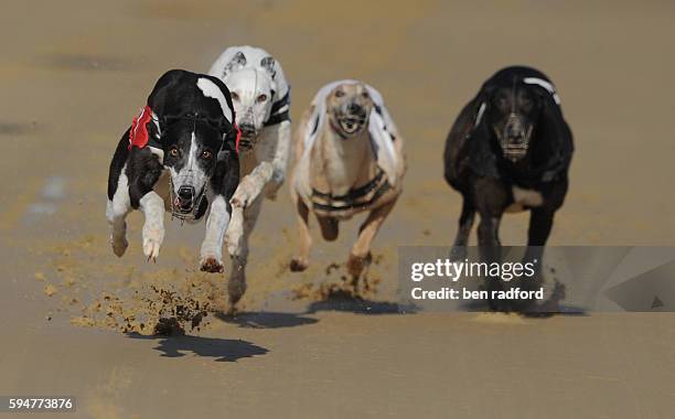 Greyhound racing action during the Sunday afternoon meet at Oxford Dog Track in Oxford, UK.