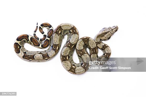red-tailed boa, boa constrictor - red tailed boa stock pictures, royalty-free photos & images