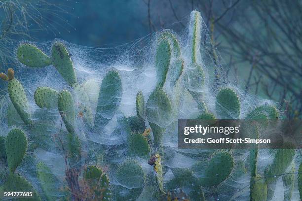 gossamer spiders webs on prickly pear cactus - chiffon stockfoto's en -beelden