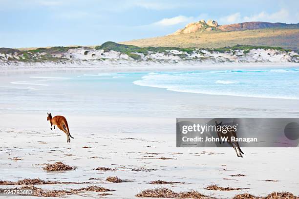 kangaroos on beach - kangaroo jump stock pictures, royalty-free photos & images
