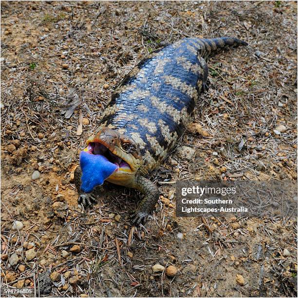 blotched blue tongue lizard - blue tongue lizard stock pictures, royalty-free photos & images