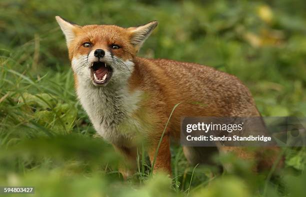 a barking fox - animal call stock-fotos und bilder