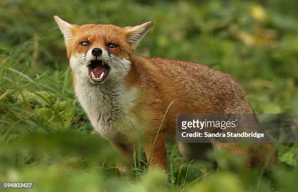 a barking fox - richiamo foto e immagini stock