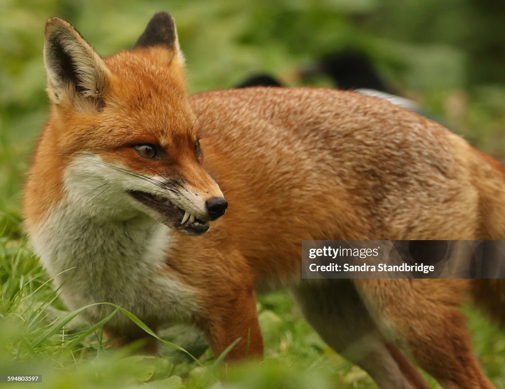 A snarling Fox.